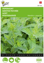 Pepermunt (Mentha x piperita) - Buzzy