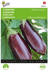 Aubergine Violetta Lunga 2 - Solanum melongena