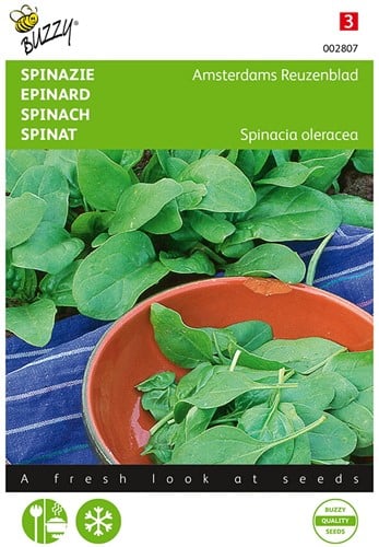 Spinazie Amsterdams Reuzenblad scherpzaad - Buzzy