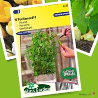 Pot erwt 'N' Pod Bernard F1 – Pisum sativum-2