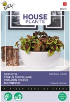 Siernetel Rainbow mixed - Buzzy House Plants