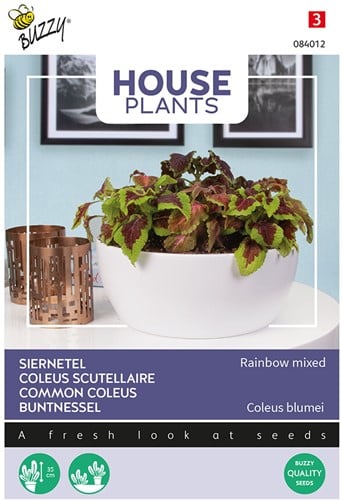 Siernetel Rainbow mixed - Buzzy House Plants