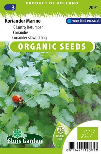 Koriander - Coriandrum sativum EKO