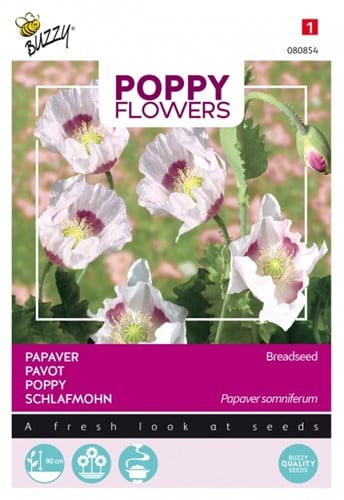 Papaver Blauw maanzaad - Buzzy Poppy Flowers