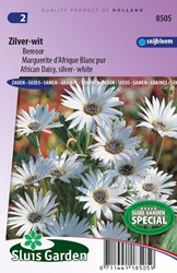 Bereoor Zilver en Wit - Arctotis Grandis