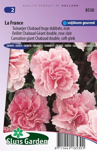 Anjer La France - Dianthus Chabaud