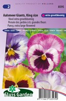 Viooltje Aalsmeer Giants, King Size - Viola Wittrockiana