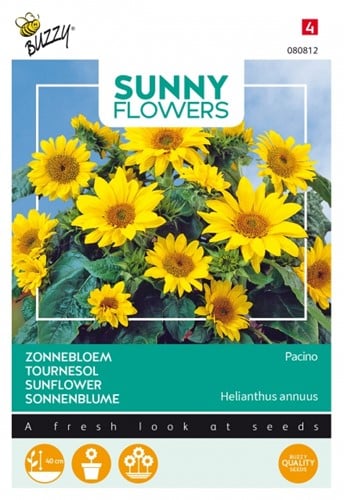 Zonnebloemen Pacino - Sunny Flowers