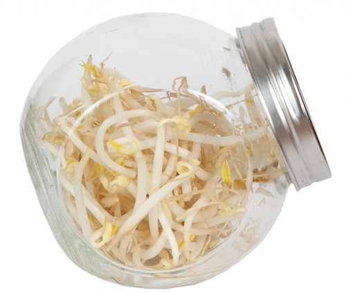 Organic Sprouting glazenpot - Tauge-2