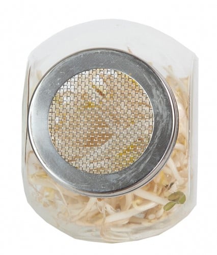 Organic Sprouting glazenpot - Tauge-3