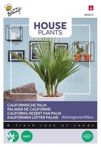 Californische Palm - Buzzy House Plants