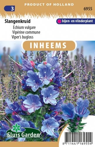 Slangenkruid - Echium vulgare