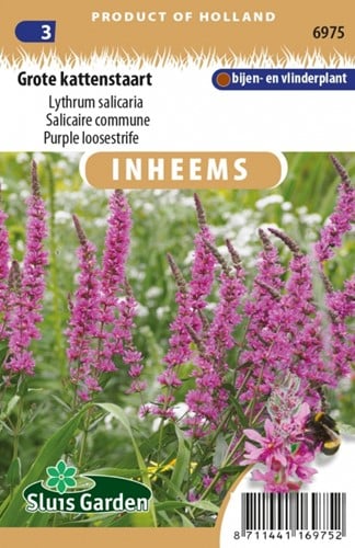 Grote kattenstaart - Lythrum salicaria