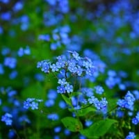 Vergeet-me-niet Greengift-2