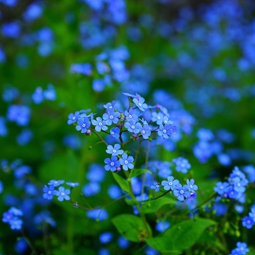 Vergeet-me-niet Greengift-2