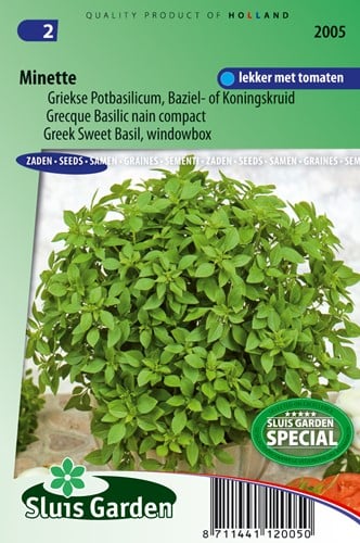 Basilicum (pot) Minette - Ocimum basilicum