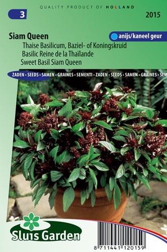 Basilicum Siam Queen - Ocimum Basilicum