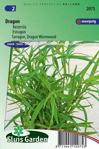 Dragon Russische (Artemisia dracunculus)