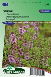 Poleimunt Mentha pulegium