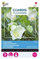 Klokwinde Alba - Climbing Flowers