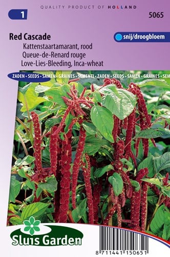 Kattenstaartamarant Red Cascade - Amaranthus