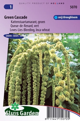 Kattenstaartamarant Green Cascade - Amaranthus