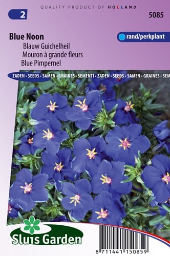 Blauw Guichelheil Blue Noon