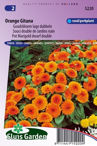 Goudsbloem Orange Gitana - Calendula