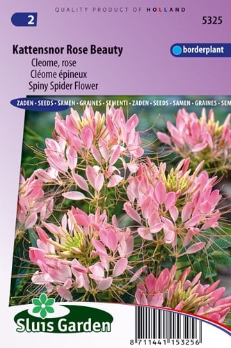 Kattensnor Rose Beauty - Cleome