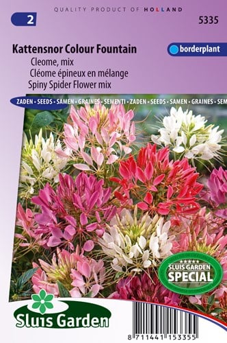 Kattensnor Colour Fountain mix - Cleome