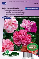 Anjer Picotee Fantasy mix - Dianthus