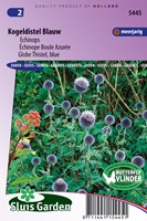 Kogeldistel blauw - Echinops ritro