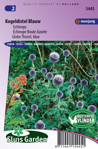 Kogeldistel blauw - Echinops ritro