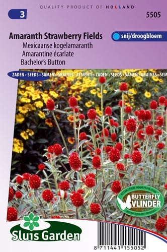 Kogelamaranth Strawberry fields - Gomphrena haageana