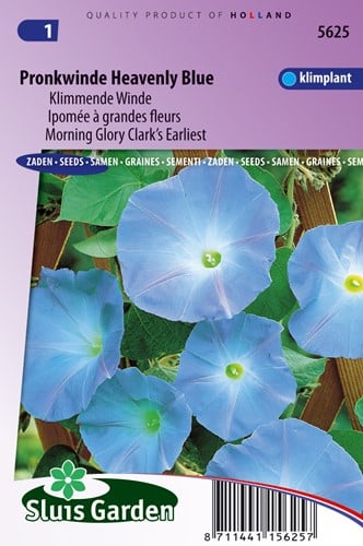 Klimmende Winde Clark's Blue (Ipomoea)