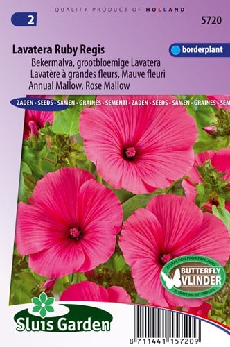 Lavatera Ruby Regis - Bekermalva