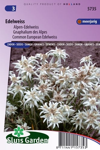 Alpen-Edelweiss - Leontopodium Alpinum
