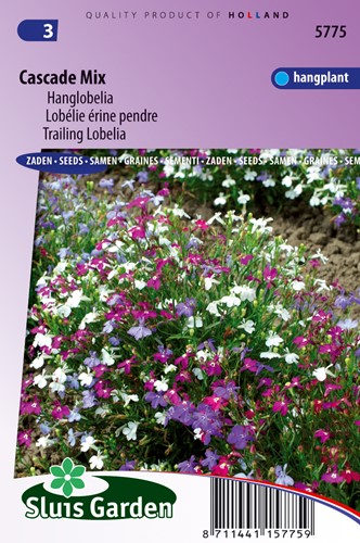 Lobelia Cascade Mixed
