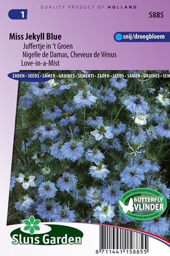 Juffertje in 't groen Miss Jekyll Blue