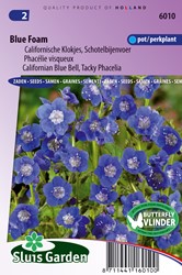 Droombijenvoer Blue Foam (Phacelia)