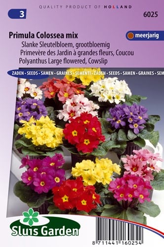 Primula Colossea Mix (Sleutelbloem)