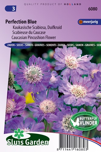Duifkruid Perfection Blue (Scabiosa)