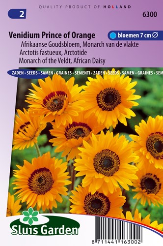 Venidium Prince of Orange (Afrikaanse Goudsbloem)
