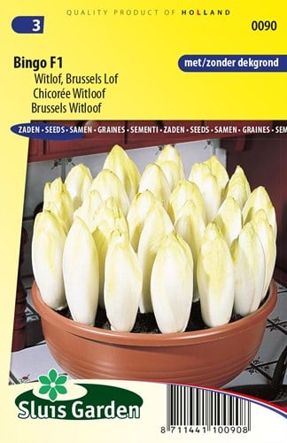 Witlof Bingo F1 - Witlof zaden