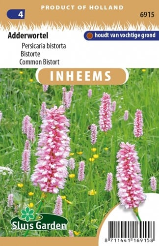 Adderwortel - Persicaria bistorta