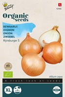 Bewaarui Rijnsburger 5 – Buzzy Organic Seeds