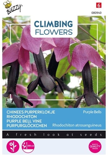 Chinees Purperklokje Purple Bells - Climbing Flowers