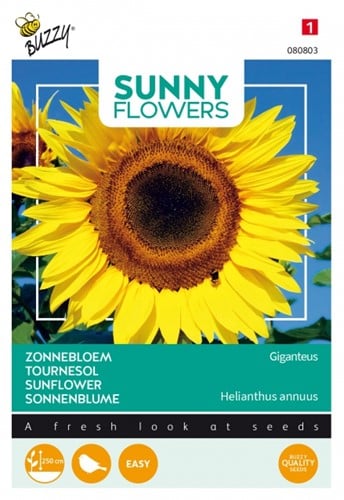 Reuzenzonnebloem Giganteus - Buzzy Sunny Flowers