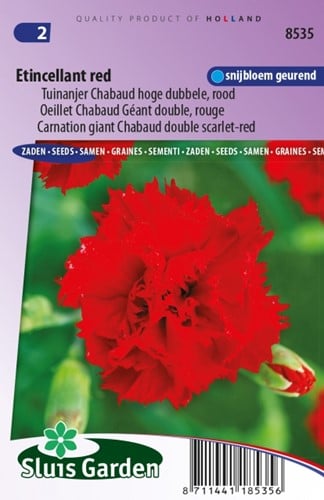 Anjer Etincellant Red - Dianthus Chabaud