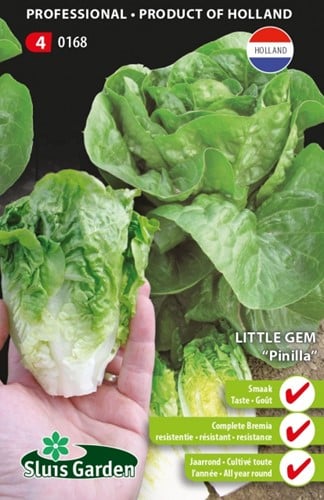 Sla Little Gem Pinilla - Lactuca sativa